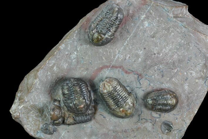Cluster Of Proetid (Timsaloproetus?) Trilobites - Jorf, Morocco #125279